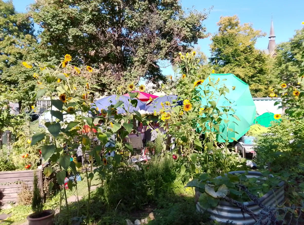 Grow veg in the ArBi neighbourhood garden in Reutlingen