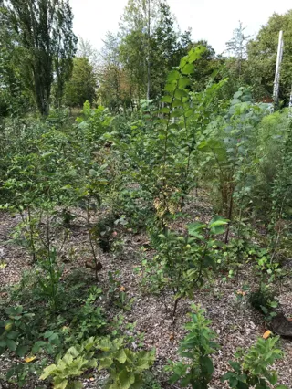 Plant a Miyawaki tiny forest at MainWäldchen in Frankfurt