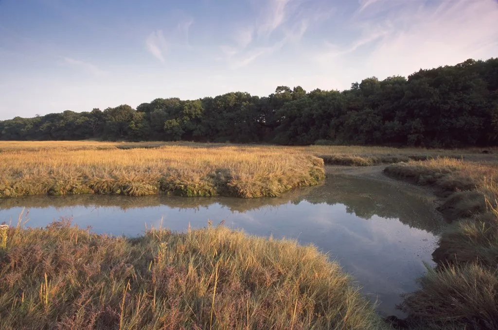 Restore saltmarsh and estuary habitat for carbon and birds