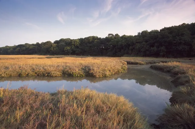 Restore saltmarsh and estuary habitat for carbon and birds, London