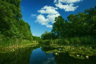 Rewilding