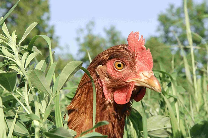 Visit Rhine-Main organic farms this harvest wee in Frankfurt