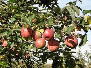Apple pressing at Dottenfelderhof
