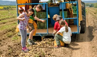 Potato digging at Pappelhof