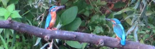 Walk the lower Neckar floodplain with AUN
