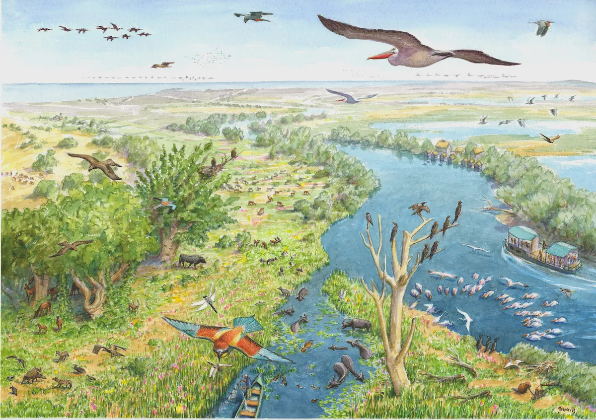 Danube Delta rewilding landscape