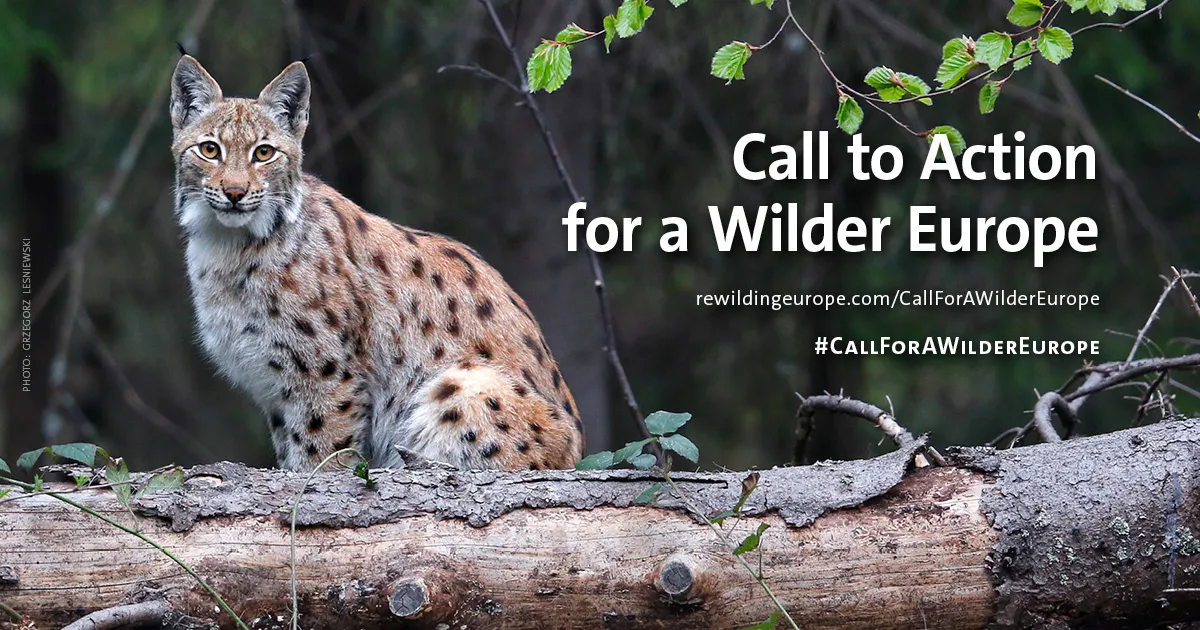 Rewilding principles: let nature lead