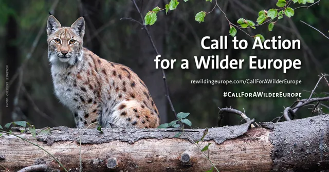 Rewilding principles: let nature lead, Amsterdam