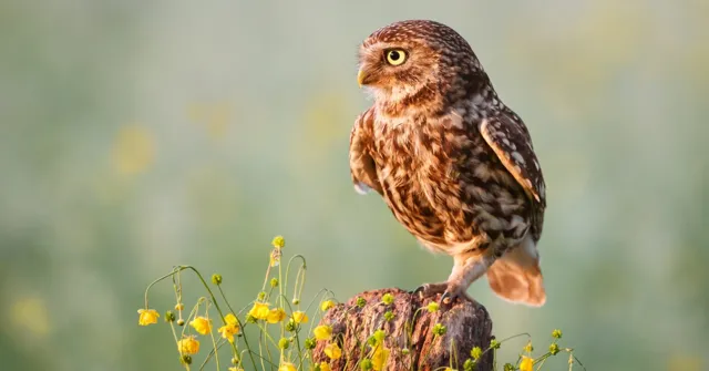 Free Introduction to Rewilding online course, Amsterdam