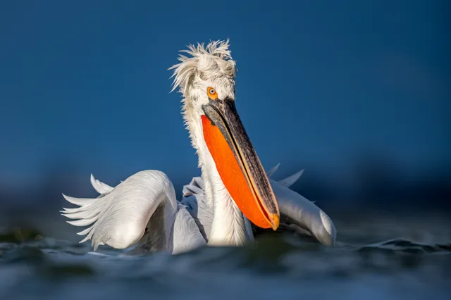 Rewild Lake Skadar with Wilder Parks