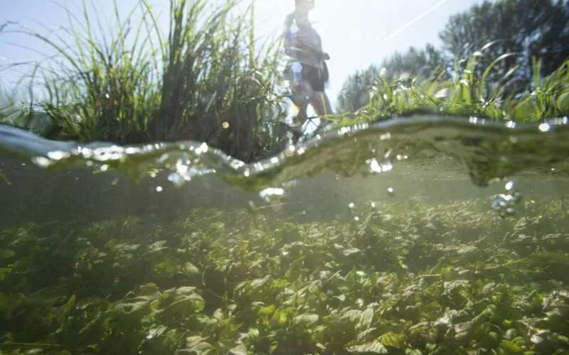 Restore river banks through riparian rewilding