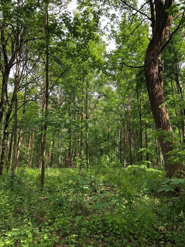 Visit and tend the Wattenscheid Tiny Forest in Bochum, Bochum