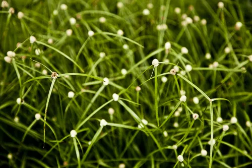Visit the Wattenscheid Tiny Forest yard