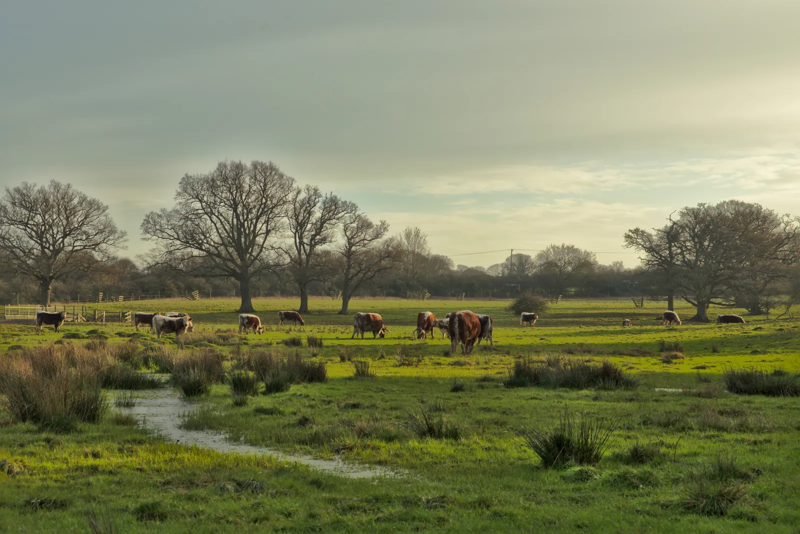 Knepp Wildland, West Sussex