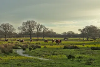 Knepp Wildland, West Sussex