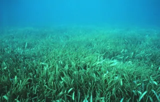 Plant seagrass meadows with Posidonia volunteers