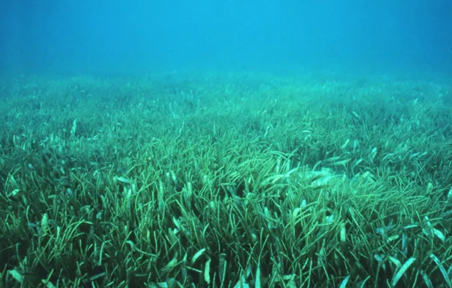 Plant seagrass meadows with Posidonia volunteers