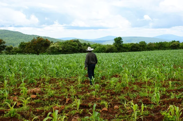 Grow milpa: maize, beans, and squash together, Mexico City
