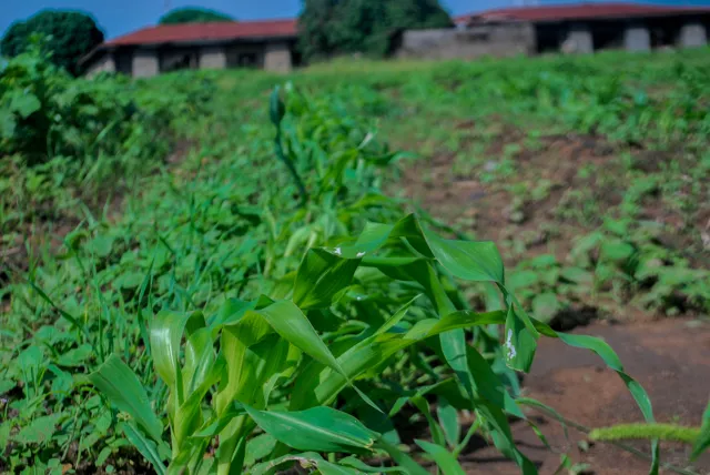 Loan heirloom seeds like a neighbourhood library, Yaxunah