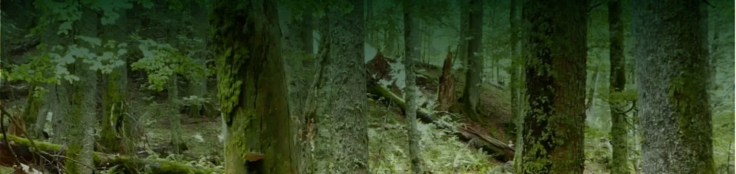 Proforestation: let forests grow old