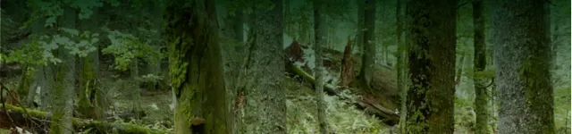Proforestation: let forests grow old, Amsterdam