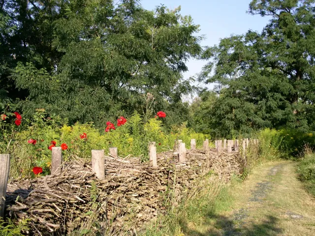 Help BUND Wildnisinseln hedges in Potsdam, Potsdam